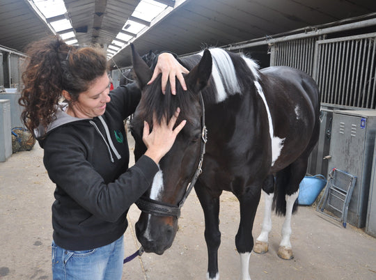 Osteopathie voor dieren | Debby Mertens