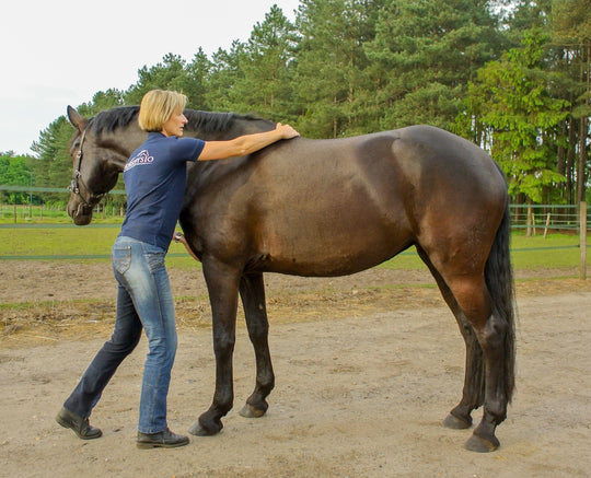 Horsefysio | Katrien Ozeel